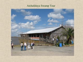 Atchafalaya Swamp Tour
 