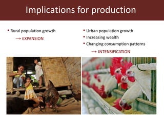 The global livestock sector: Trends and health implications
