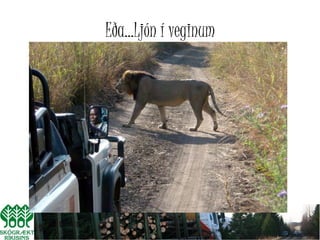 Eða...Ljón í veginum
 