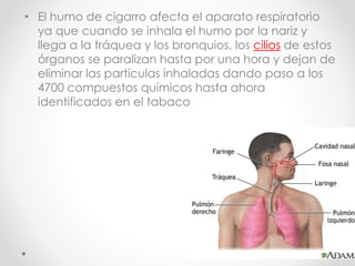 • El humo de cigarro afecta el aparato respiratorio
ya que cuando se inhala el humo por la nariz y
llega a la tráquea y los bronquios, los cilios de estos
órganos se paralizan hasta por una hora y dejan de
eliminar las partículas inhaladas dando paso a los
4700 compuestos químicos hasta ahora
identificados en el tabaco