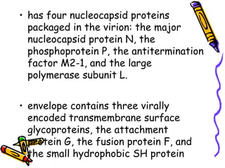 • has four nucleocapsid proteins
packaged in the virion: the major
nucleocapsid protein N, the
phosphoprotein P, the antitermination
factor M2-1, and the large
polymerase subunit L.
• envelope contains three virally
encoded transmembrane surface
glycoproteins, the attachment
protein G, the fusion protein F, and
the small hydrophobic SH protein
 