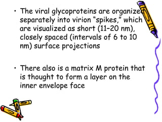• The viral glycoproteins are organized
separately into virion “spikes,” which
are visualized as short (11–20 nm),
closely spaced (intervals of 6 to 10
nm) surface projections
• There also is a matrix M protein that
is thought to form a layer on the
inner envelope face
 