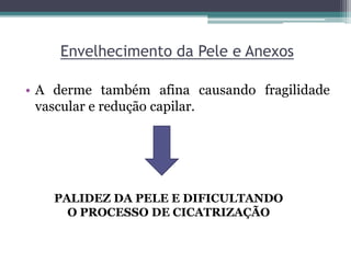 Envelhecimento da Pele e Anexos
• A derme também afina causando fragilidade
vascular e redução capilar.
PALIDEZ DA PELE E DIFICULTANDO
O PROCESSO DE CICATRIZAÇÃO
 