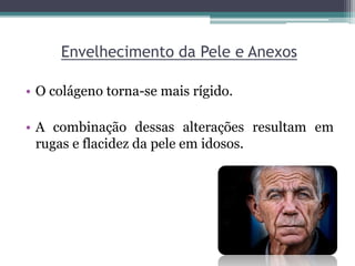 Envelhecimento da Pele e Anexos
• O colágeno torna-se mais rígido.
• A combinação dessas alterações resultam em
rugas e flacidez da pele em idosos.
 