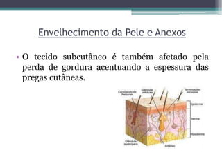 Envelhecimento da Pele e Anexos
• O tecido subcutâneo é também afetado pela
perda de gordura acentuando a espessura das
pregas cutâneas.
 