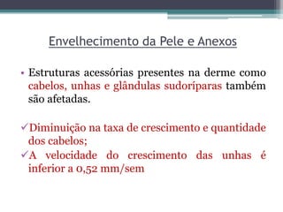 Envelhecimento da Pele e Anexos
• Estruturas acessórias presentes na derme como
cabelos, unhas e glândulas sudoríparas também
são afetadas.
Diminuição na taxa de crescimento e quantidade
dos cabelos;
A velocidade do crescimento das unhas é
inferior a 0,52 mm/sem
 