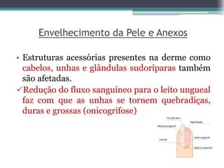 Envelhecimento da Pele e Anexos
• Estruturas acessórias presentes na derme como
cabelos, unhas e glândulas sudoríparas também
são afetadas.
Redução do fluxo sanguíneo para o leito ungueal
faz com que as unhas se tornem quebradiças,
duras e grossas (onicogrifose)
 