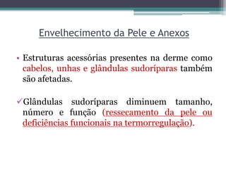 Envelhecimento da Pele e Anexos
• Estruturas acessórias presentes na derme como
cabelos, unhas e glândulas sudoríparas também
são afetadas.
Glândulas sudoríparas diminuem tamanho,
número e função (ressecamento da pele ou
deficiências funcionais na termorregulação).
 