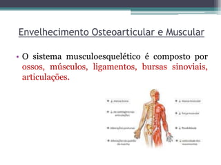 Envelhecimento Osteoarticular e Muscular
• O sistema musculoesquelético é composto por
ossos, músculos, ligamentos, bursas sinoviais,
articulações.
 