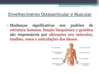 Envelhecimento Osteoarticular e Muscular
• Mudanças significativas nos padrões de
estrutura humana, função bioquímica e genética
são responsáveis por alterações nos músculos,
tendões, ossos e articulações dos idosos.
 