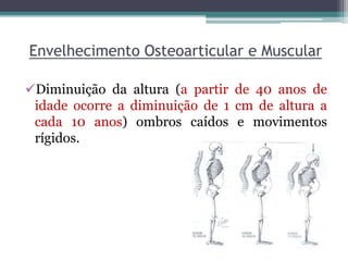 Envelhecimento Osteoarticular e Muscular
Diminuição da altura (a partir de 40 anos de
idade ocorre a diminuição de 1 cm de altura a
cada 10 anos) ombros caídos e movimentos
rígidos.
 