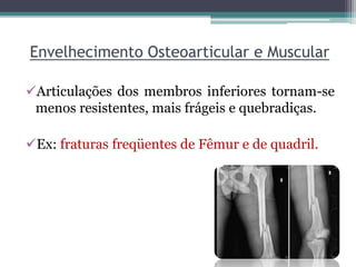 Envelhecimento Osteoarticular e Muscular
Articulações dos membros inferiores tornam-se
menos resistentes, mais frágeis e quebradiças.
Ex: fraturas freqüentes de Fêmur e de quadril.
 