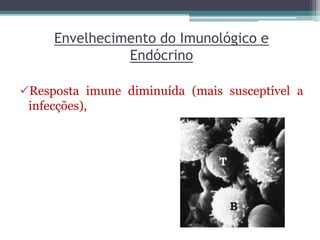Envelhecimento do Imunológico e
Endócrino
Resposta imune diminuída (mais susceptível a
infecções),
 