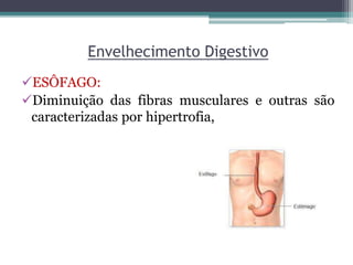 Envelhecimento Digestivo
ESÔFAGO:
Diminuição das fibras musculares e outras são
caracterizadas por hipertrofia,
 