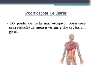 Modificações Celulares
• Do ponto de vista macroscópico, observa-se
uma redução de peso e volume dos órgãos em
geral.
 