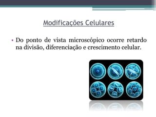 Modificações Celulares
• Do ponto de vista microscópico ocorre retardo
na divisão, diferenciação e crescimento celular.
 