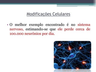 Modificações Celulares
• O melhor exemplo encontrado é no sistema
nervoso, estimando-se que ele perde cerca de
100.000 neurônios por dia.
 