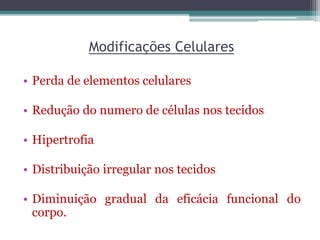 Modificações Celulares
• Perda de elementos celulares
• Redução do numero de células nos tecidos
• Hipertrofia
• Distribuição irregular nos tecidos
• Diminuição gradual da eficácia funcional do
corpo.
 