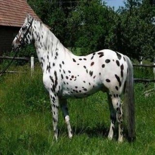 Rsz cavalo pintado