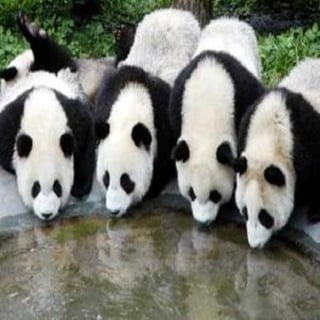 Rsz pandas