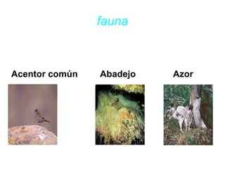 fauna
Acentor común Abadejo Azor
 