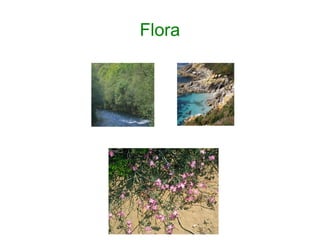 Flora
 
