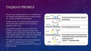 TAQMAN PROBES
• The two most popular alternatives to SYBR Green
are TaqMan and molecular beacons, both of which
are relying on FRET for quantitation.
• TaqMan probes are oligonucleotides that have a
fluorescent probe attached to the 5' end and a
quencher to the 3' end.
• During PCR amplification, these probes will
hybridize to the target sequences located in the
amplicon and as polymerase replicates the template
with TaqMan bound, it also cleaves the fluorescent
probe due to polymerase 5'- nuclease activity.
• This separates the fluorescent and quenching dyes
and FRET no longer occurs. Fluorescence
increases in each cycle, proportional to the rate of
probe cleavage.
 