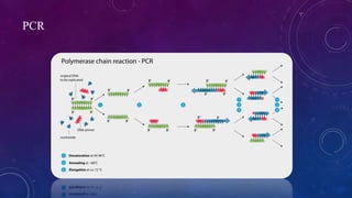 PCR
 