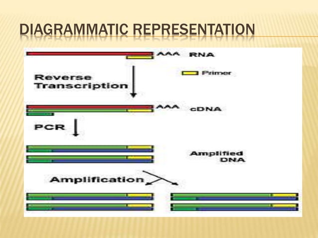 RT PCR PPT