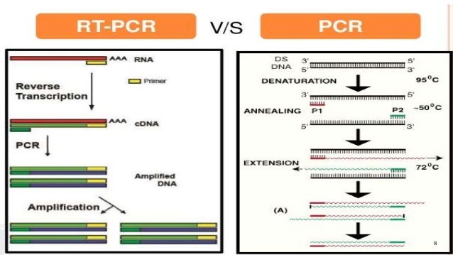 reverse transcription