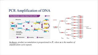 PCR Amplification of DNA
In theory, product accumulation is proportional to 2n, where n is the number of
amplification cycle repeats.
 