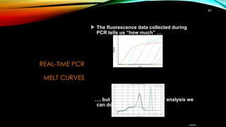 Expression Real Time Pcr Graph Real Time PCR. Gene Expressions. molecular | PPTX