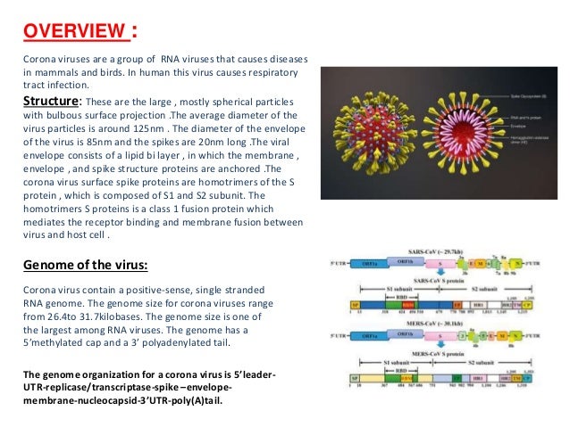 OVERVIEW :
Corona viruses are a group of RNA viruses that causes diseases
in mammals and birds. In human this virus causes respiratory
tract infection.
Structure: These are the large , mostly spherical particles
with bulbous surface projection .The average diameter of the
virus particles is around 125nm . The diameter of the envelope
of the virus is 85nm and the spikes are 20nm long .The viral
envelope consists of a lipid bi layer , in which the membrane ,
envelope , and spike structure proteins are anchored .The
corona virus surface spike proteins are homotrimers of the S
protein , which is composed of S1 and S2 subunit. The
homotrimers S proteins is a class 1 fusion protein which
mediates the receptor binding and membrane fusion between
virus and host cell .
Genome of the virus:
Corona virus contain a positive-sense, single stranded
RNA genome. The genome size for corona viruses range
from 26.4to 31.7kilobases. The genome size is one of
the largest among RNA viruses. The genome has a
5’methylated cap and a 3’ polyadenylated tail.
The genome organization for a corona virus is 5’leader-
UTR-replicase/transcriptase-spike –envelope-
membrane-nucleocapsid-3’UTR-poly(A)tail.
 