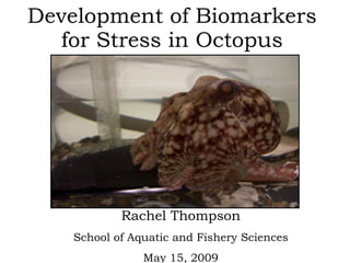 Development of Biomarkers for Stress in Octopus Rachel Thompson School of Aquatic and Fishery Sciences May 15, 2009 