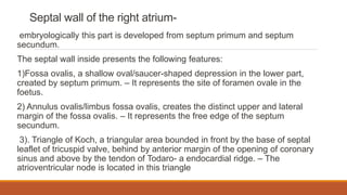 Septal wall of the right atrium-
embryologically this part is developed from septum primum and septum
secundum.
The septal wall inside presents the following features:
1)Fossa ovalis, a shallow oval/saucer-shaped depression in the lower part,
created by septum primum. – It represents the site of foramen ovale in the
foetus.
2) Annulus ovalis/limbus fossa ovalis, creates the distinct upper and lateral
margin of the fossa ovalis. – It represents the free edge of the septum
secundum.
3). Triangle of Koch, a triangular area bounded in front by the base of septal
leaflet of tricuspid valve, behind by anterior margin of the opening of coronary
sinus and above by the tendon of Todaro- a endocardial ridge. – The
atrioventricular node is located in this triangle
 
