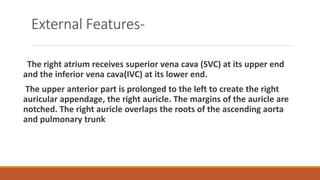 External Features-
The right atrium receives superior vena cava (SVC) at its upper end
and the inferior vena cava(IVC) at its lower end.
The upper anterior part is prolonged to the left to create the right
auricular appendage, the right auricle. The margins of the auricle are
notched. The right auricle overlaps the roots of the ascending aorta
and pulmonary trunk
 