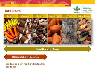 Banana Cassava Potato Sweetpotato Yam Other Tubers
Food Security Crops
Billion dollar industries
producing both food and industrial
products
OUR CROPs
 