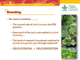 Breeding
• We need to establish ………
• The current rate of yield increase by RTB
growers.
• How much of the gains are explain by plant
breeding…
• The level of research investment required to
double the genetic gain through improved:
• YIELD POTENTIAL + YIELD PROTECTION
 