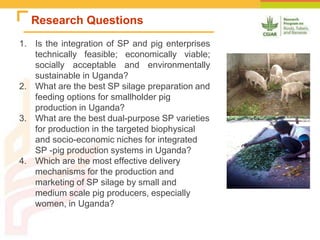 Improving the utilization of sweetpotato and other roots and tuber crop residues for pig feeds in Uganda