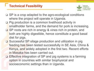 Improving the utilization of sweetpotato and other roots and tuber crop residues for pig feeds in Uganda