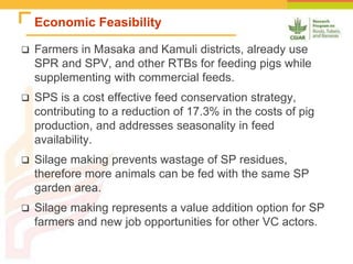 Improving the utilization of sweetpotato and other roots and tuber crop residues for pig feeds in Uganda