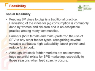 Improving the utilization of sweetpotato and other roots and tuber crop residues for pig feeds in Uganda