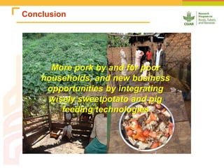 Improving the utilization of sweetpotato and other roots and tuber crop residues for pig feeds in Uganda