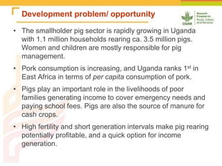 Improving the utilization of sweetpotato and other roots and tuber crop residues for pig feeds in Uganda