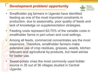 Improving the utilization of sweetpotato and other roots and tuber crop residues for pig feeds in Uganda