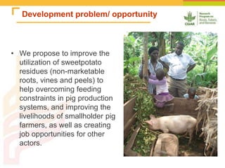 Improving the utilization of sweetpotato and other roots and tuber crop residues for pig feeds in Uganda