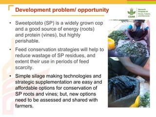 Improving the utilization of sweetpotato and other roots and tuber crop residues for pig feeds in Uganda