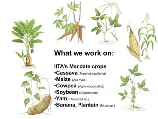 Spatial Variability of Soil Organic Carbon in a Cassava Farm Nigeria