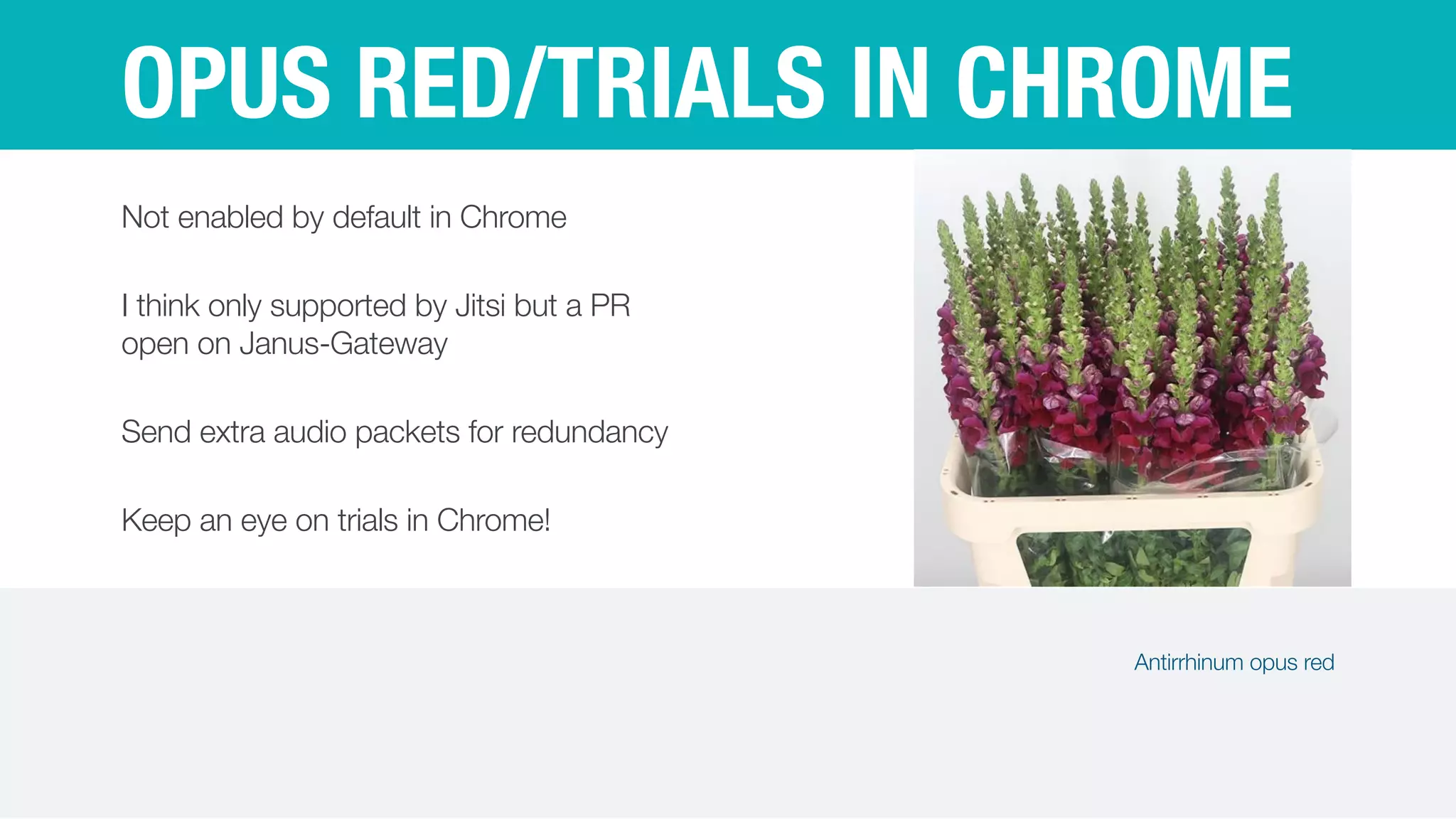OPUS RED/TRIALS IN CHROME
Not enabled by default in Chrome


I think only supported by Jitsi but a PR
open on Janus-Gateway


Send extra audio packets for redundancy


Keep an eye on trials in Chrome!
Antirrhinum opus red
 