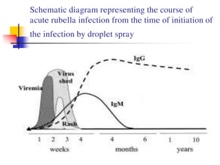 Rubella Infectivity Rubella virus mientayvn.com